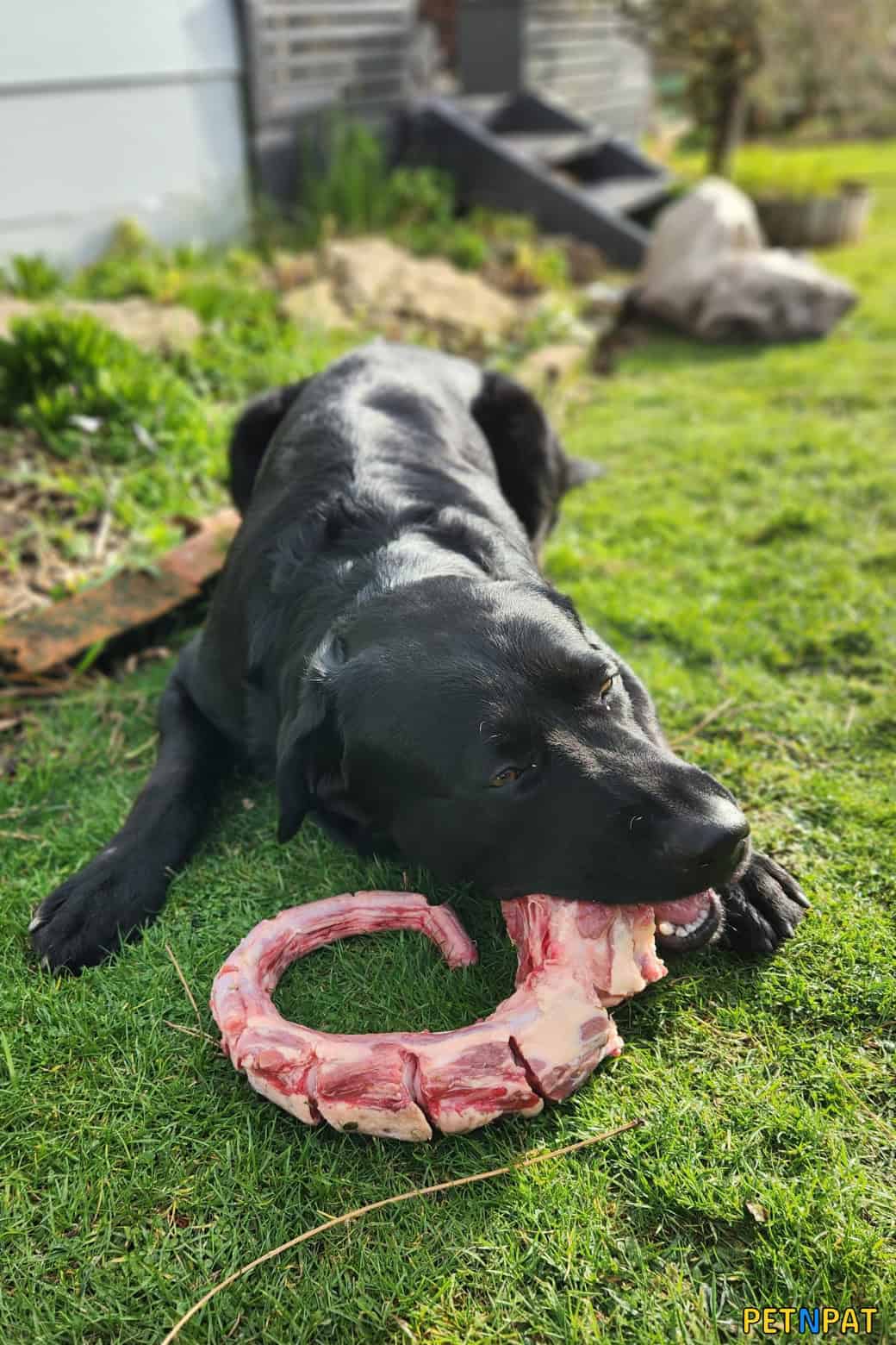 Beef oxtail for clearance dogs